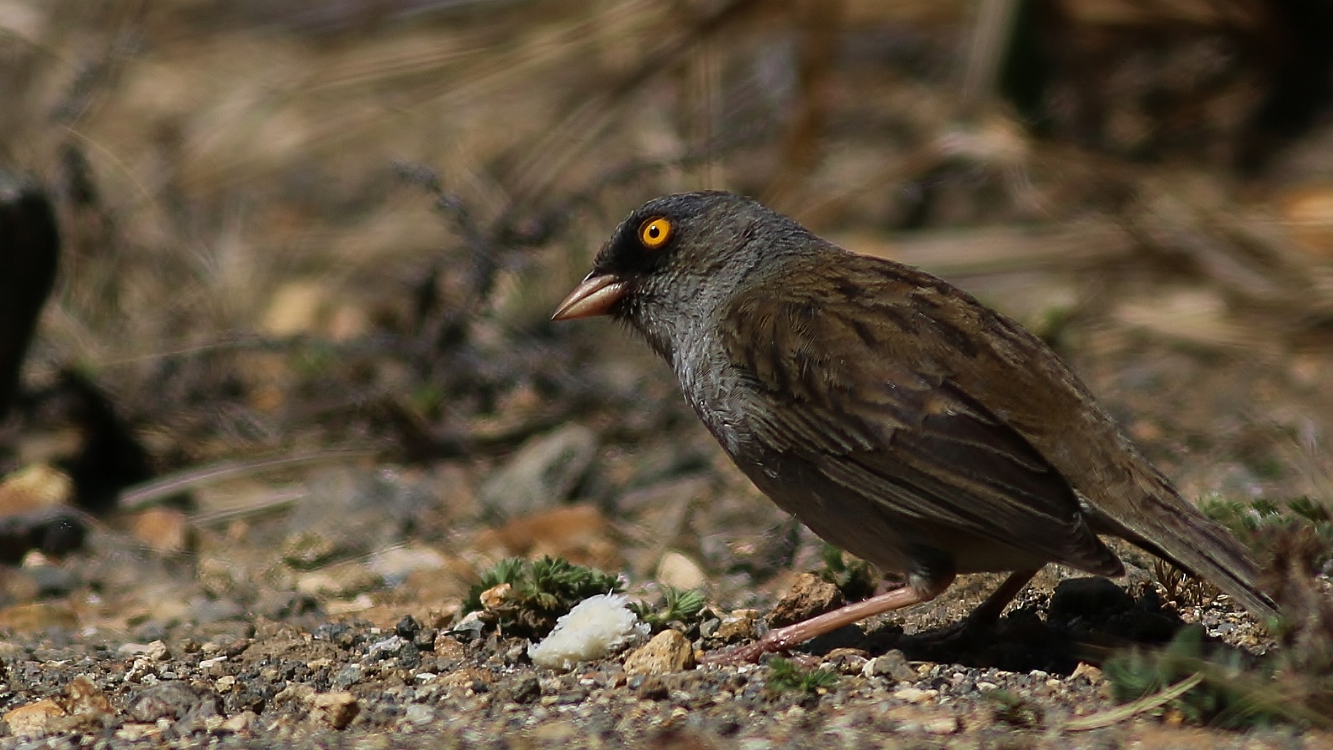 Volcano Junco